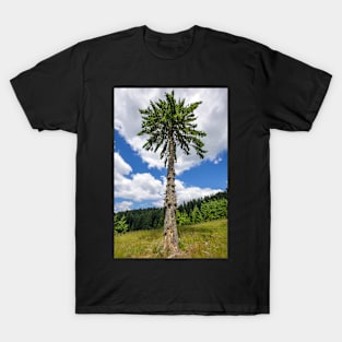 Secular fir tree on mountains T-Shirt